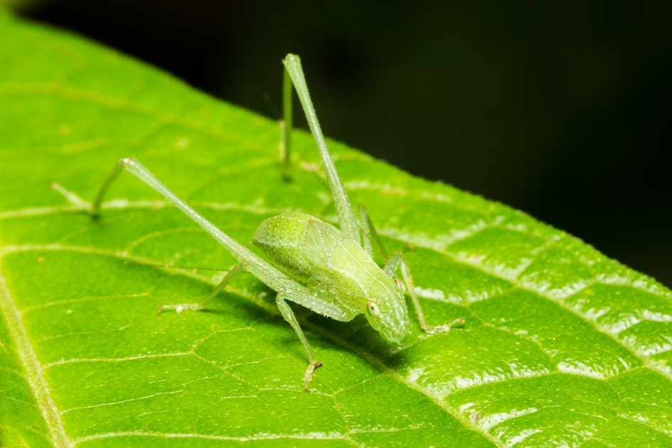 Customized Pest Control Plans